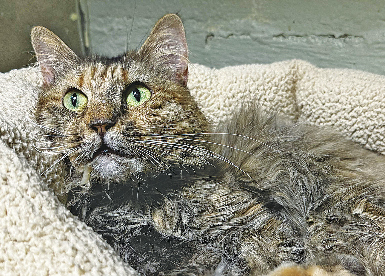 2 from Berryville die in accident Eureka Spring TimesEcho