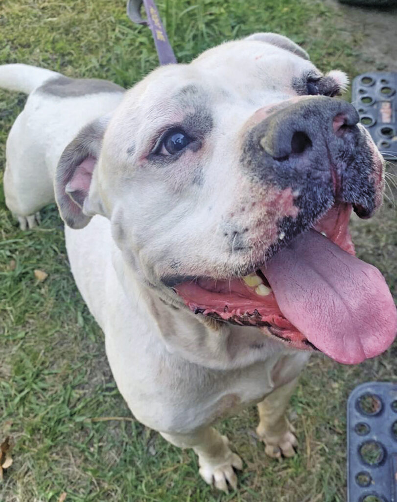 Pet of the Week Diesel Eureka Spring TimesEcho