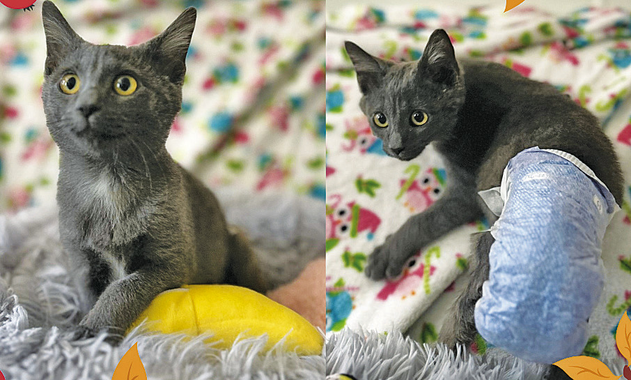 Pet of the Week - Eureka Spring Times-Echo